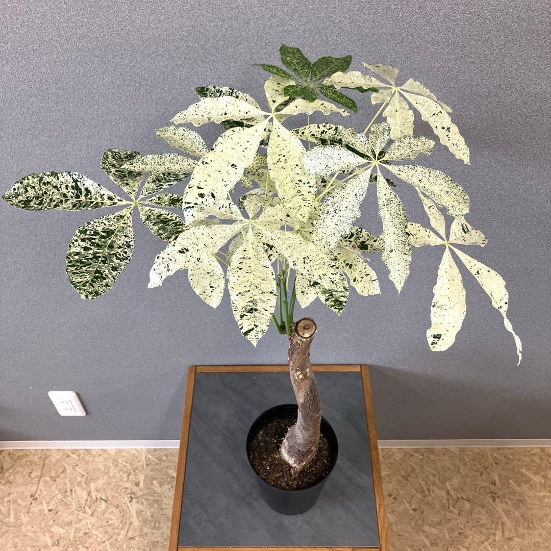 超希少❗️白勝❗️パキラ　ミルキーウェイ　接木✨