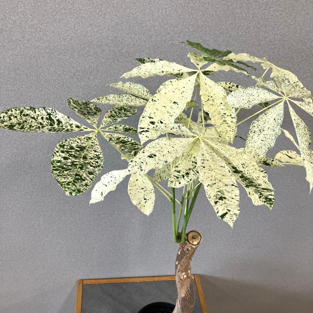 超希少❗️白勝❗️パキラ　ミルキーウェイ　接木✨