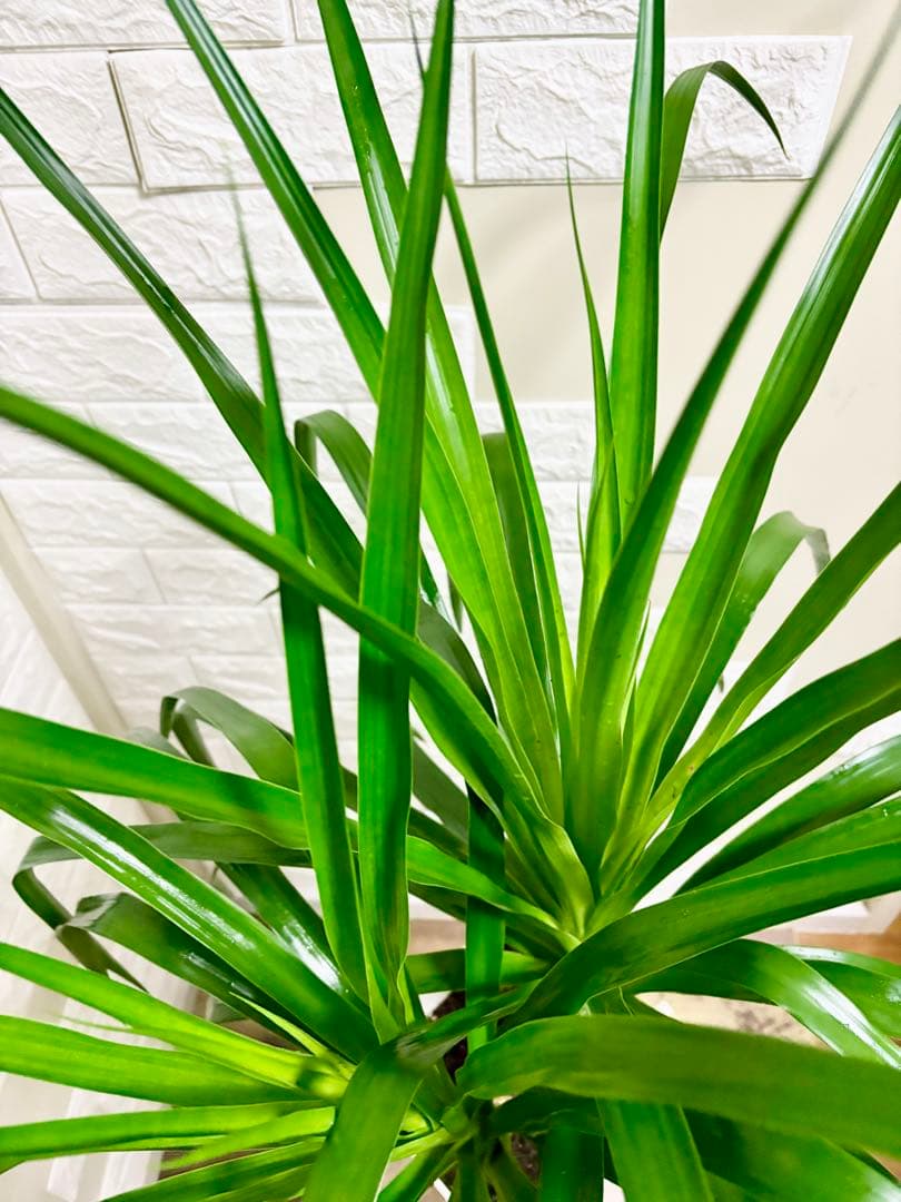 希少⭐️ドラセナカンボジアーナ⭐️観葉植物