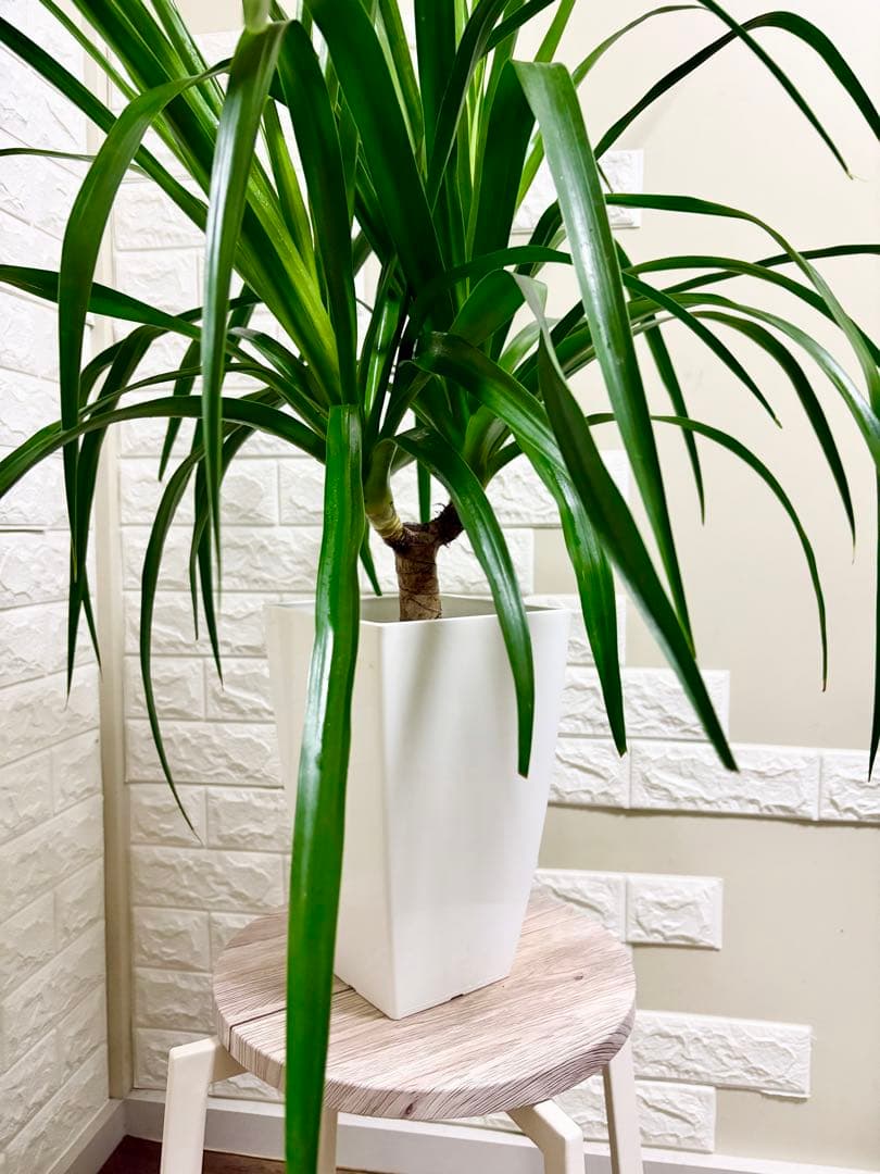 希少⭐️ドラセナカンボジアーナ⭐️観葉植物
