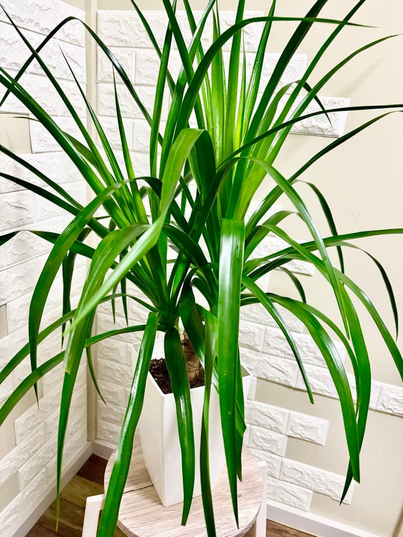 希少⭐️ドラセナカンボジアーナ⭐️観葉植物