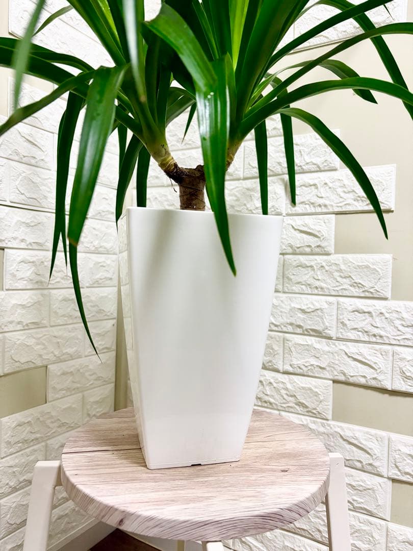 希少⭐️ドラセナカンボジアーナ⭐️観葉植物