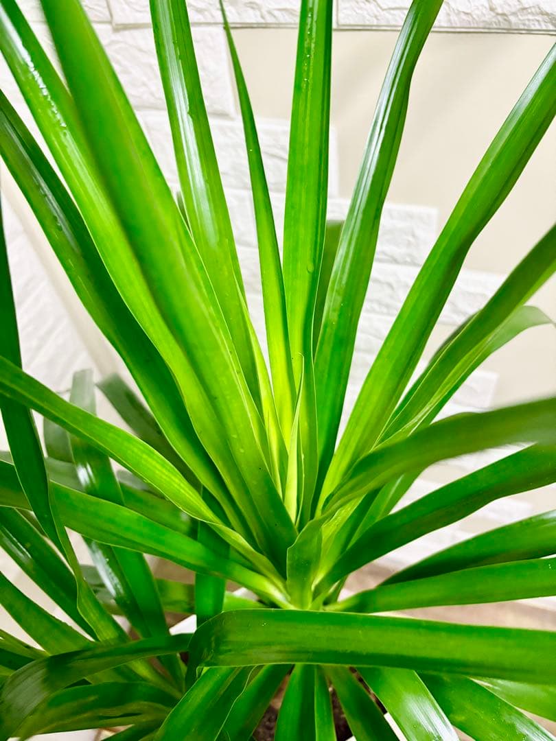 希少⭐️ドラセナカンボジアーナ⭐️観葉植物