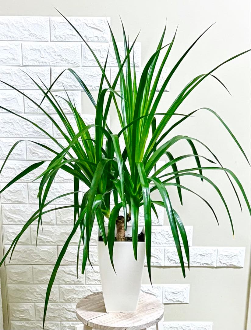 希少⭐️ドラセナカンボジアーナ⭐️観葉植物