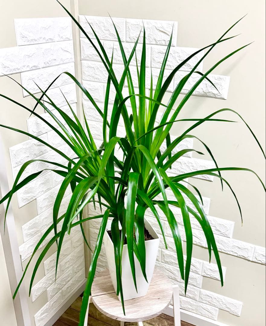 希少⭐️ドラセナカンボジアーナ⭐️観葉植物