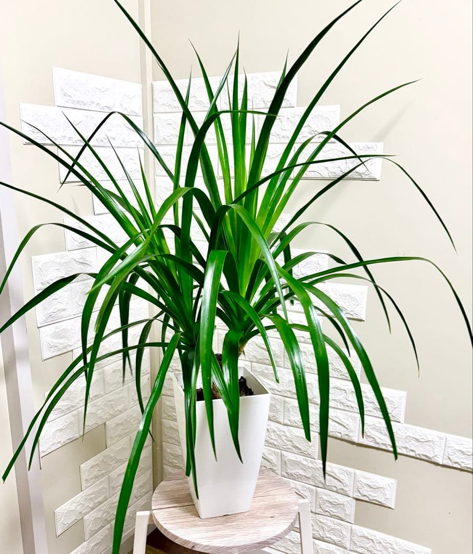 希少⭐️ドラセナカンボジアーナ⭐️観葉植物