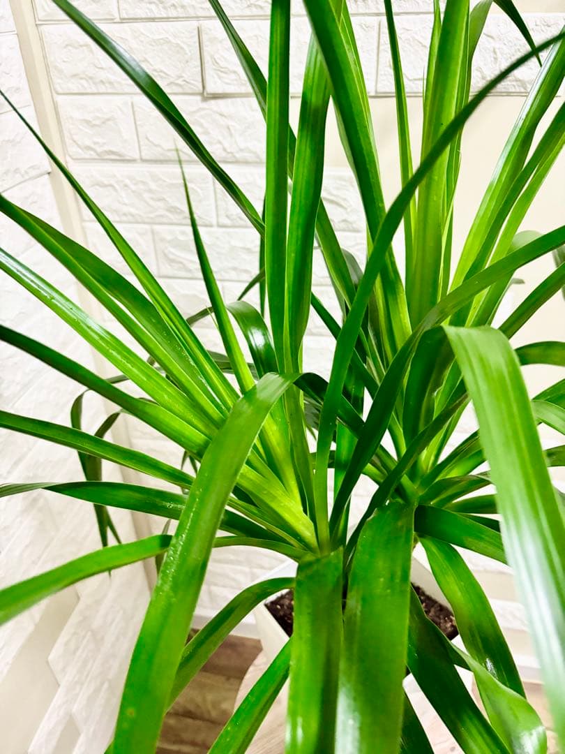 希少⭐️ドラセナカンボジアーナ⭐️観葉植物