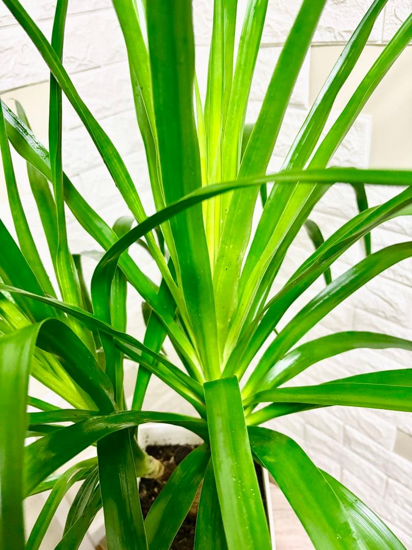 希少⭐️ドラセナカンボジアーナ⭐️観葉植物