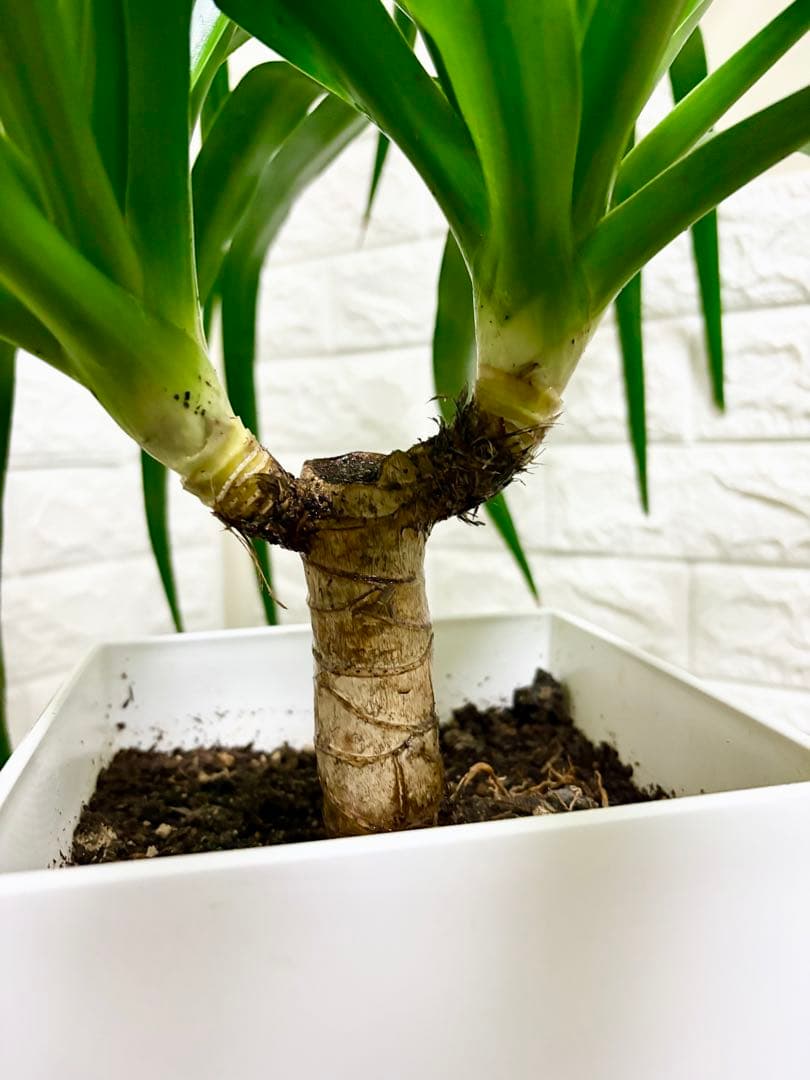希少⭐️ドラセナカンボジアーナ⭐️観葉植物