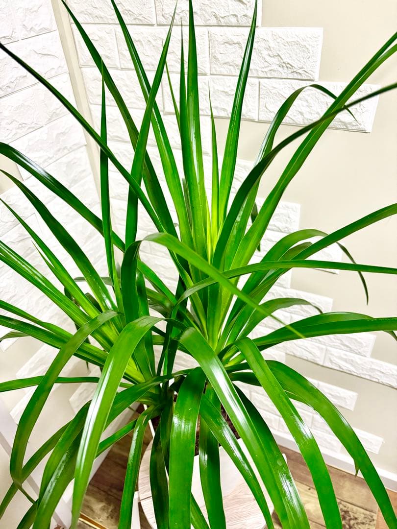 希少⭐️ドラセナカンボジアーナ⭐️観葉植物