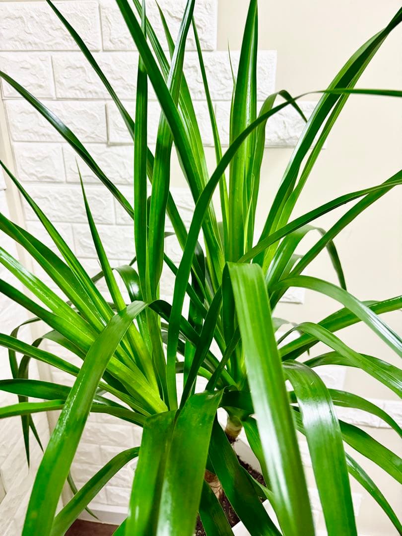 希少⭐️ドラセナカンボジアーナ⭐️観葉植物