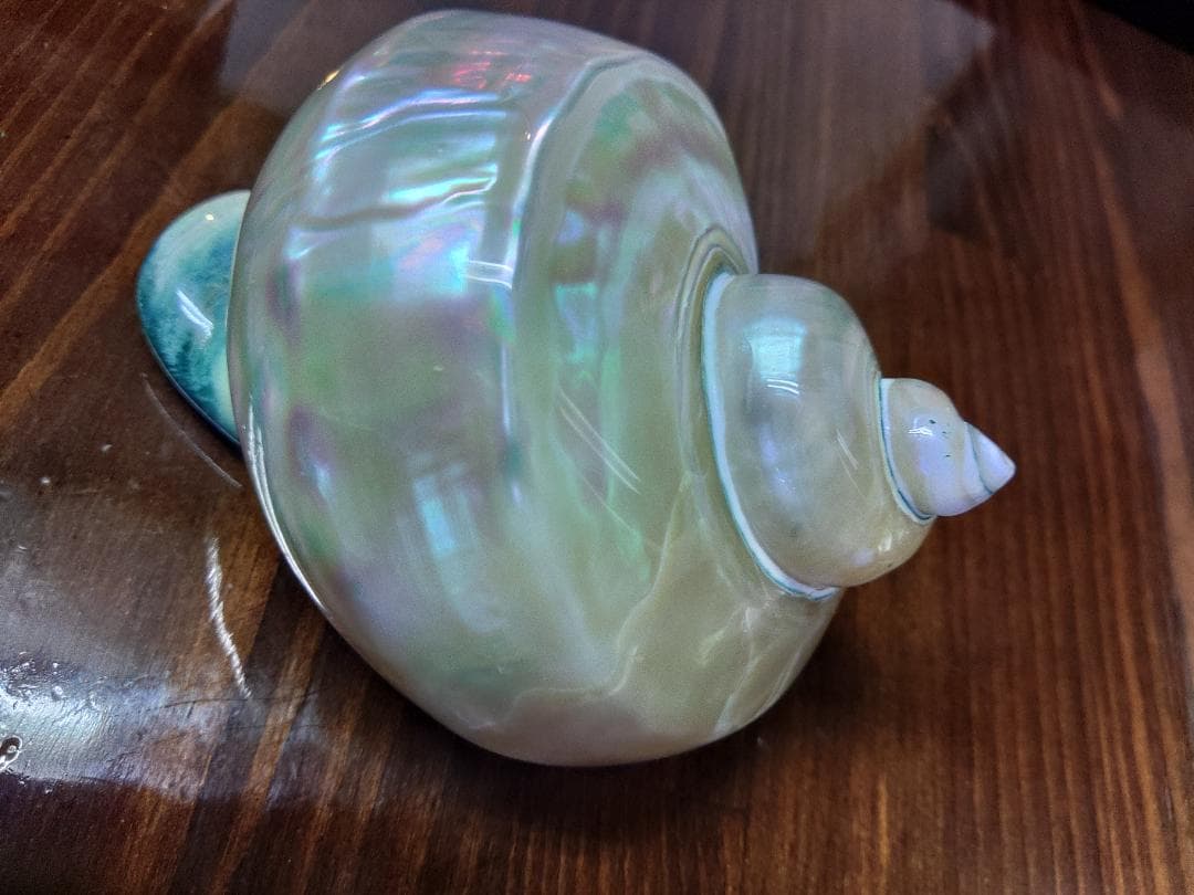 専用☆夜光貝　タカセ貝、置物