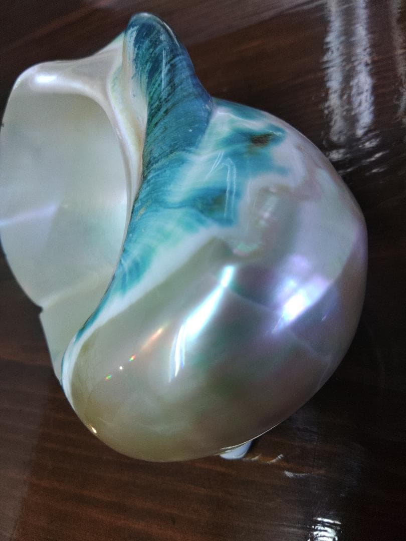 専用☆夜光貝　タカセ貝、置物