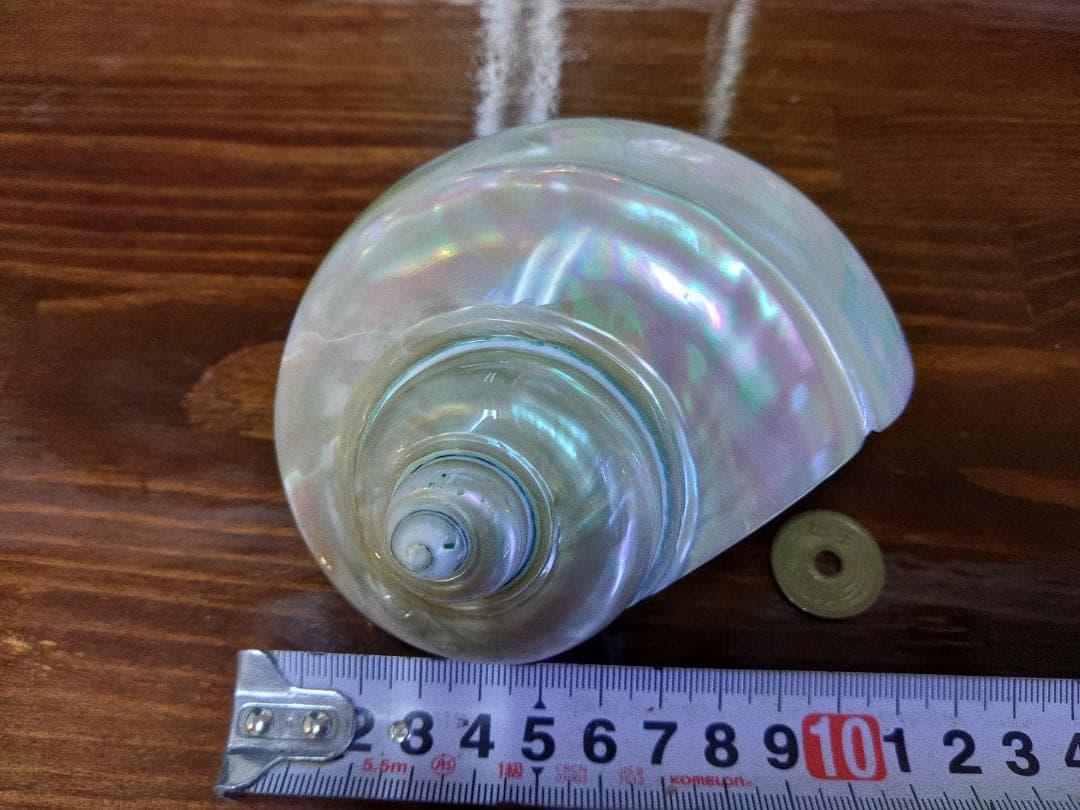 専用☆夜光貝　タカセ貝、置物