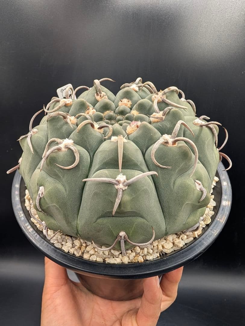 バッテリー 狂刺 実生 大株 鉢植えメルカリ便送料込み