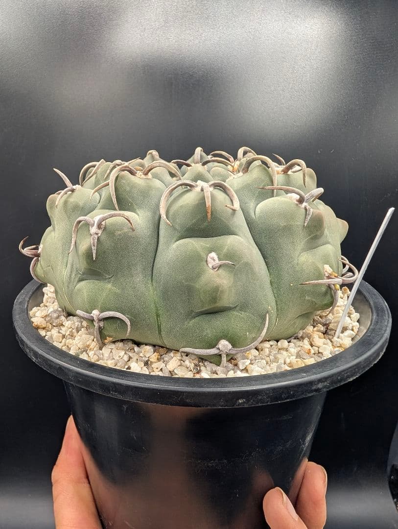 バッテリー 狂刺 実生 大株 鉢植えメルカリ便送料込み