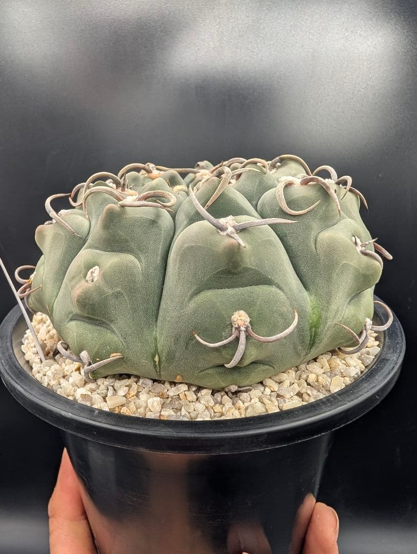 バッテリー 狂刺 実生 大株 鉢植えメルカリ便送料込み