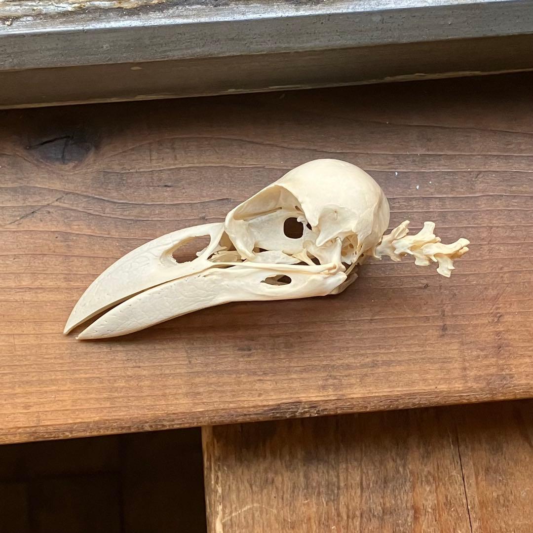 ハシブトガラスの頭骨の標本箱