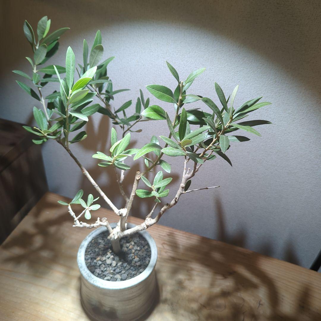 ☆OLIVE☆　オリーブ　シプレッシーノ　4.5号　信楽焼き鉢植え込み