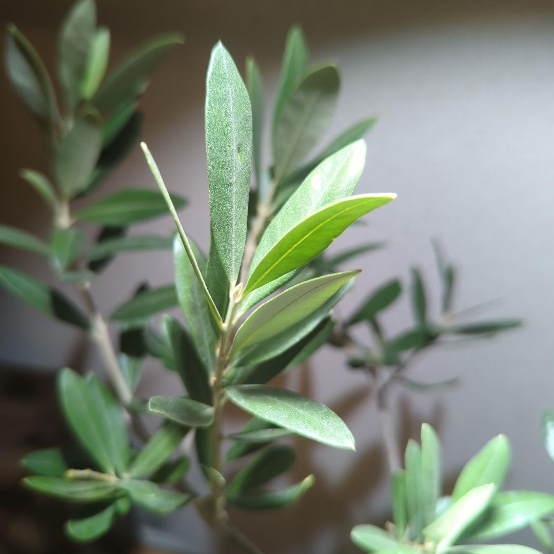 ☆OLIVE☆　オリーブ　シプレッシーノ　4.5号　信楽焼き鉢植え込み