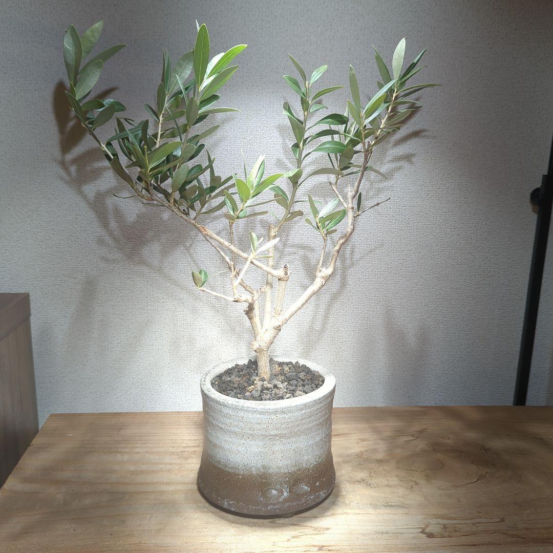 ☆OLIVE☆　オリーブ　シプレッシーノ　4.5号　信楽焼き鉢植え込み