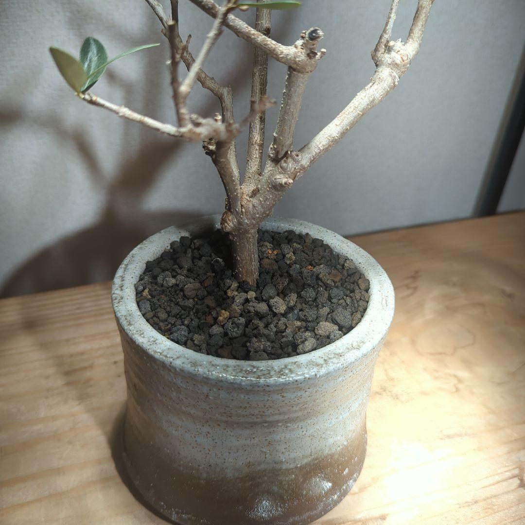 ☆OLIVE☆　オリーブ　シプレッシーノ　4.5号　信楽焼き鉢植え込み