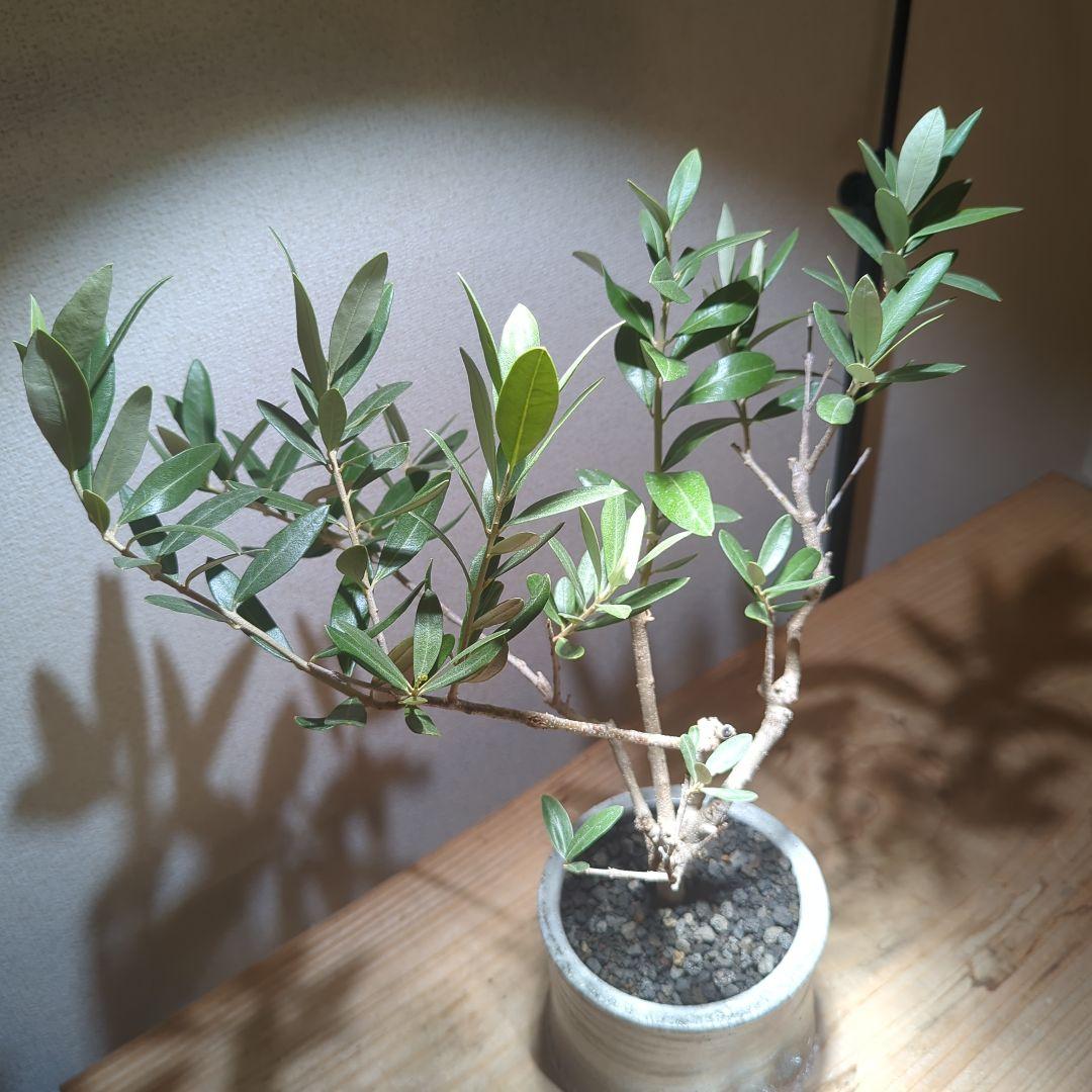 ☆OLIVE☆　オリーブ　シプレッシーノ　4.5号　信楽焼き鉢植え込み