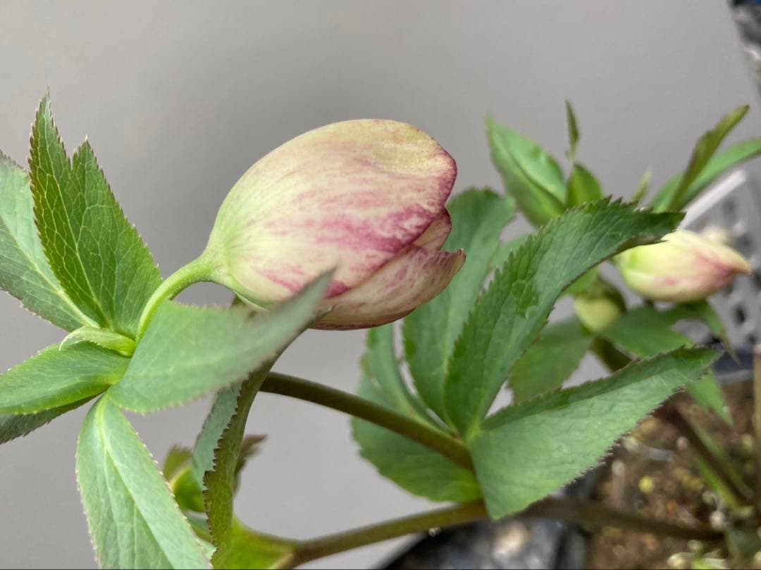 来季用　大和園　カップ咲き　クリスマスローズ　セミダブル