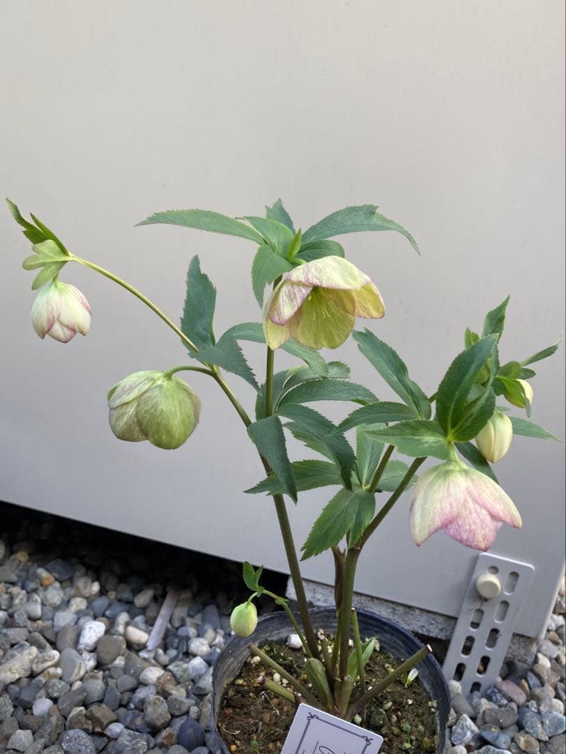 来季用　大和園　カップ咲き　クリスマスローズ　セミダブル