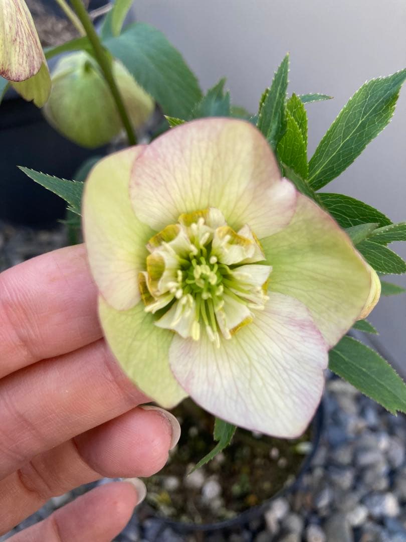 来季用　大和園　カップ咲き　クリスマスローズ　セミダブル