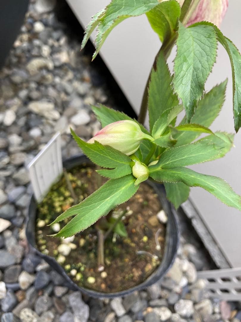 来季用　大和園　カップ咲き　クリスマスローズ　セミダブル