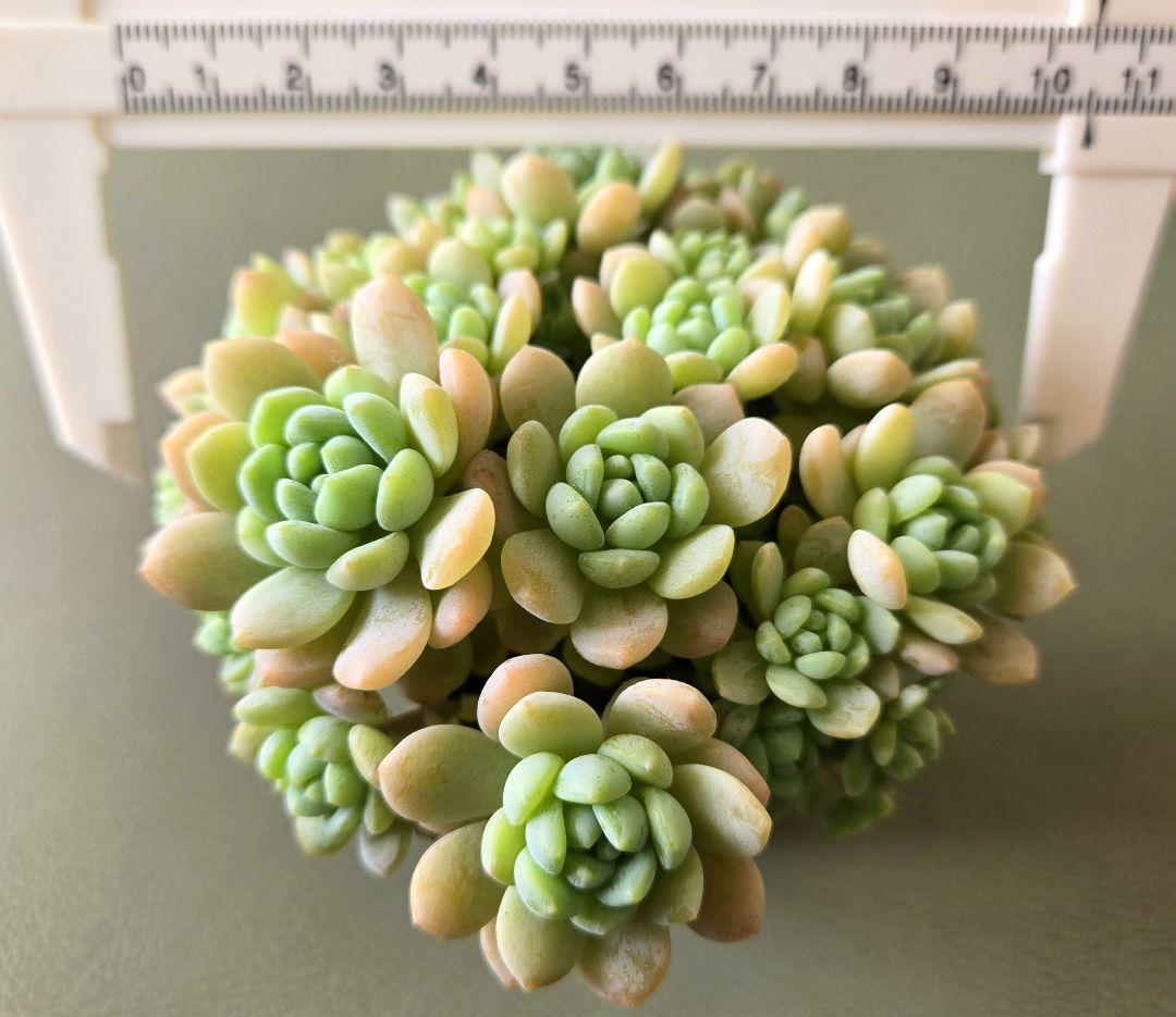 多肉植物♡メイプルハニー～超モリモリ～♡ぼのぼのさん苗♡ポットごと発送^^