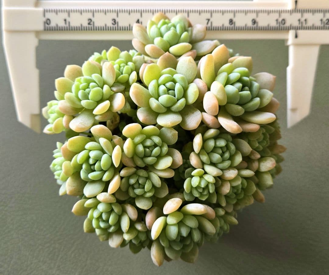 多肉植物♡メイプルハニー～超モリモリ～♡ぼのぼのさん苗♡ポットごと発送^^