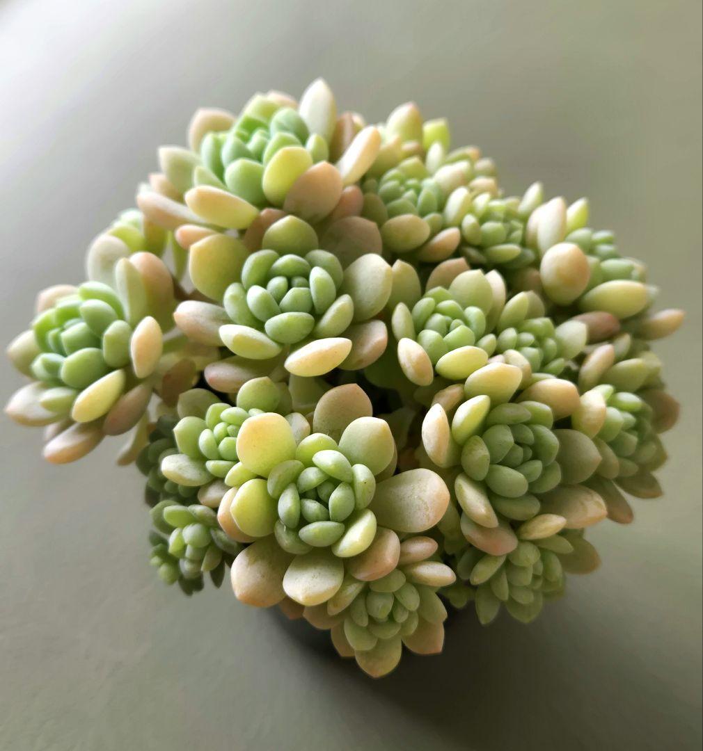 多肉植物♡メイプルハニー～超モリモリ～♡ぼのぼのさん苗♡ポットごと発送^^