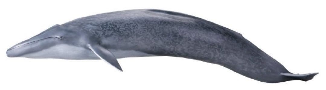【メガソフビアドバンス】 シロナガスクジラ　海洋堂　松村しのぶ　完成品　未開封品