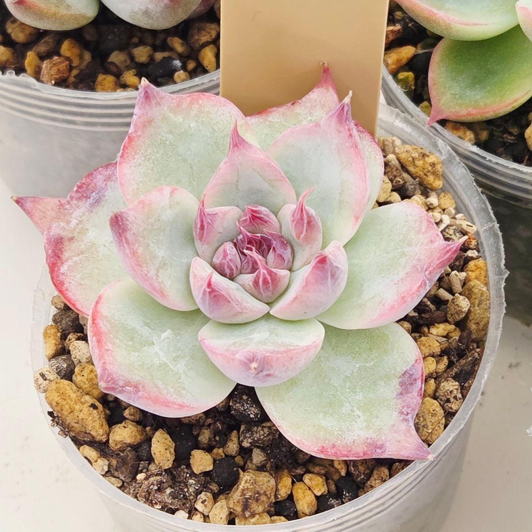 ㉗大きめミニマカロン❣️さくら大福❣️エレインザラチワ❣️発根済6苗メルカリ便込