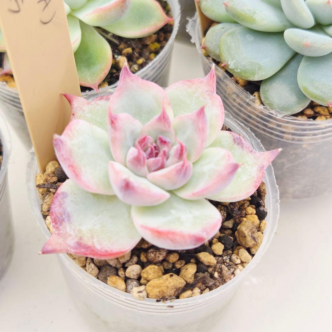 ㉗大きめミニマカロン❣️さくら大福❣️エレインザラチワ❣️発根済6苗メルカリ便込