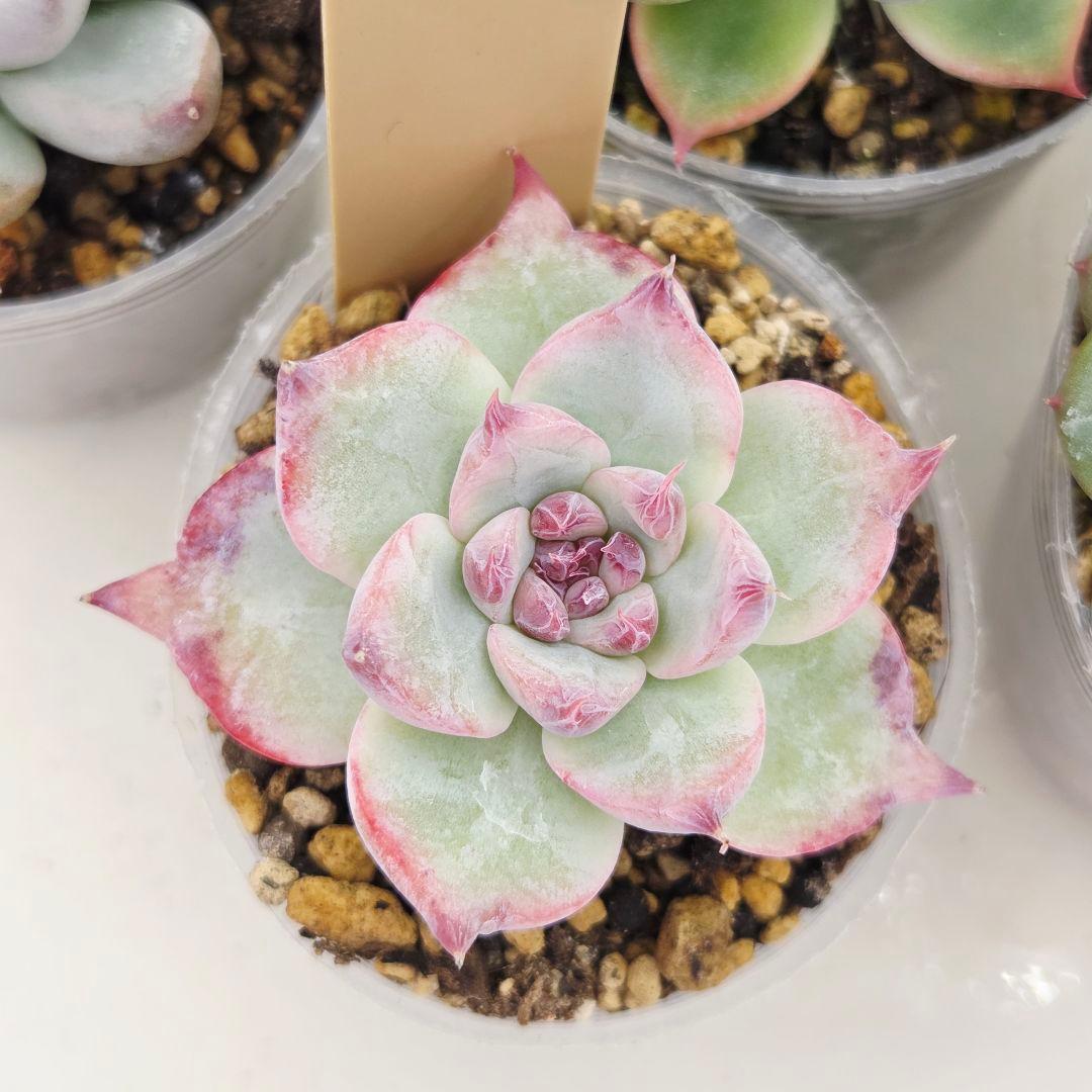 ㉗大きめミニマカロン❣️さくら大福❣️エレインザラチワ❣️発根済6苗メルカリ便込