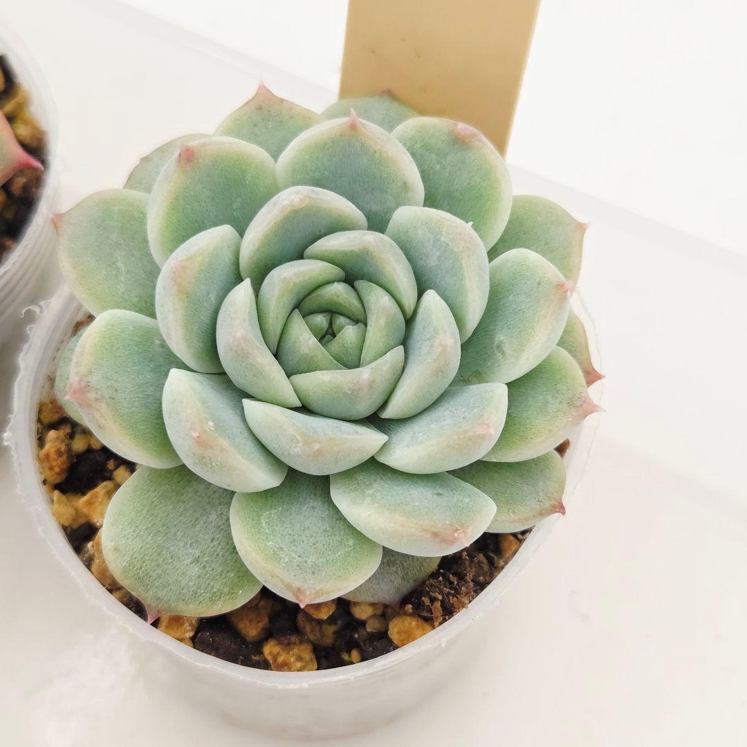 ㉗大きめミニマカロン❣️さくら大福❣️エレインザラチワ❣️発根済6苗メルカリ便込