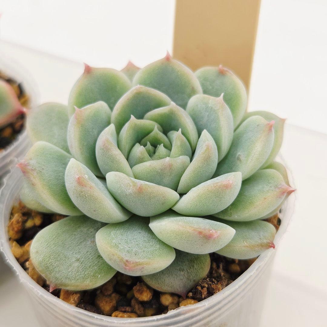 ㉗大きめミニマカロン❣️さくら大福❣️エレインザラチワ❣️発根済6苗メルカリ便込