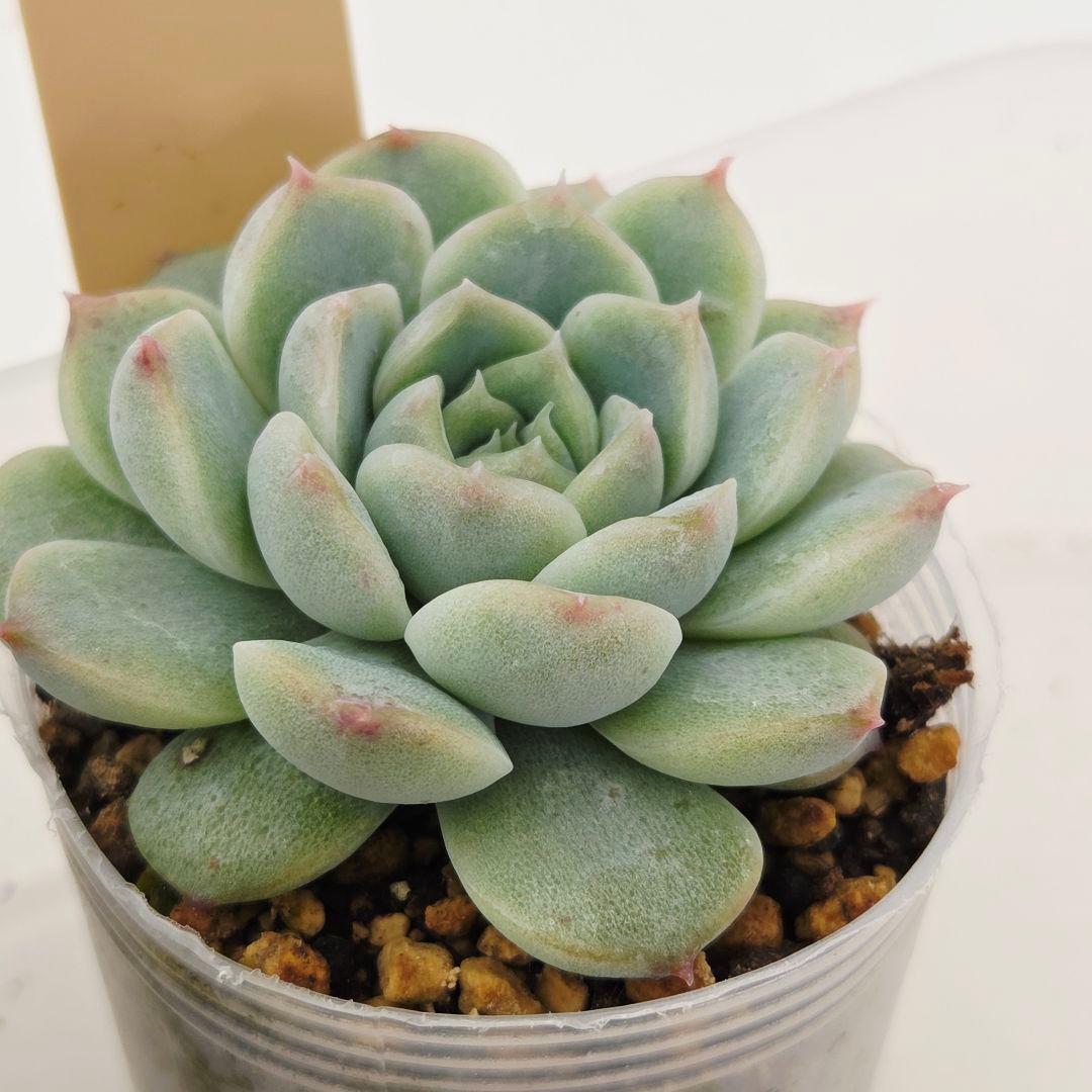 ㉗大きめミニマカロン❣️さくら大福❣️エレインザラチワ❣️発根済6苗メルカリ便込