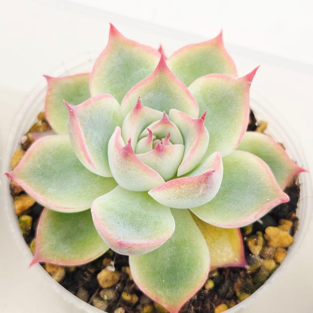 ㉗大きめミニマカロン❣️さくら大福❣️エレインザラチワ❣️発根済6苗メルカリ便込