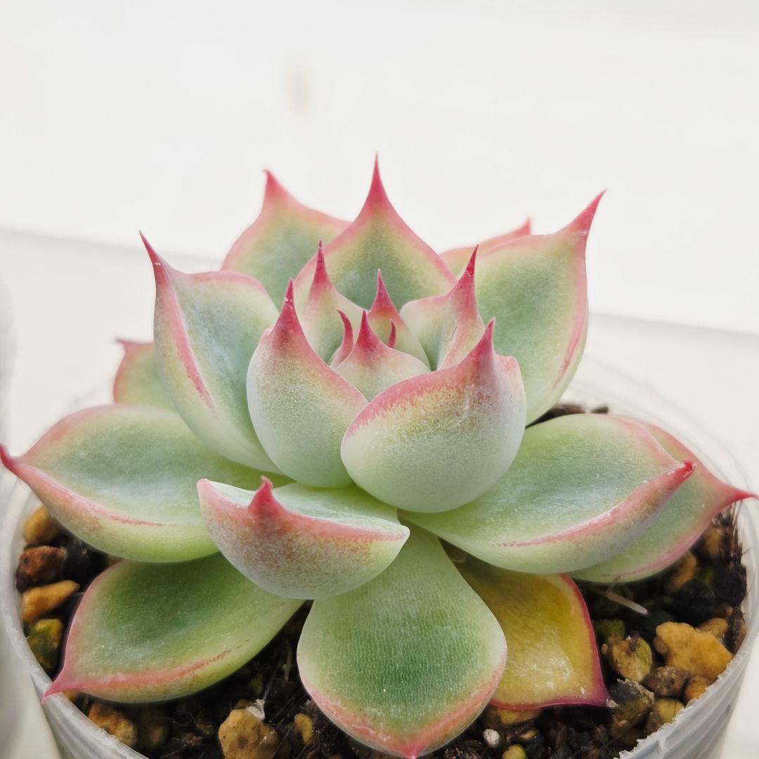 ㉗大きめミニマカロン❣️さくら大福❣️エレインザラチワ❣️発根済6苗メルカリ便込