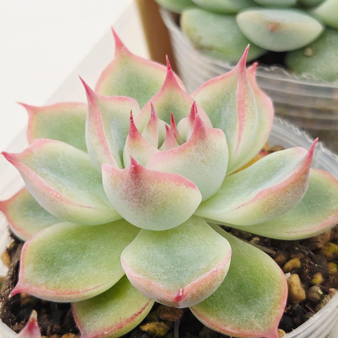 ㉗大きめミニマカロン❣️さくら大福❣️エレインザラチワ❣️発根済6苗メルカリ便込