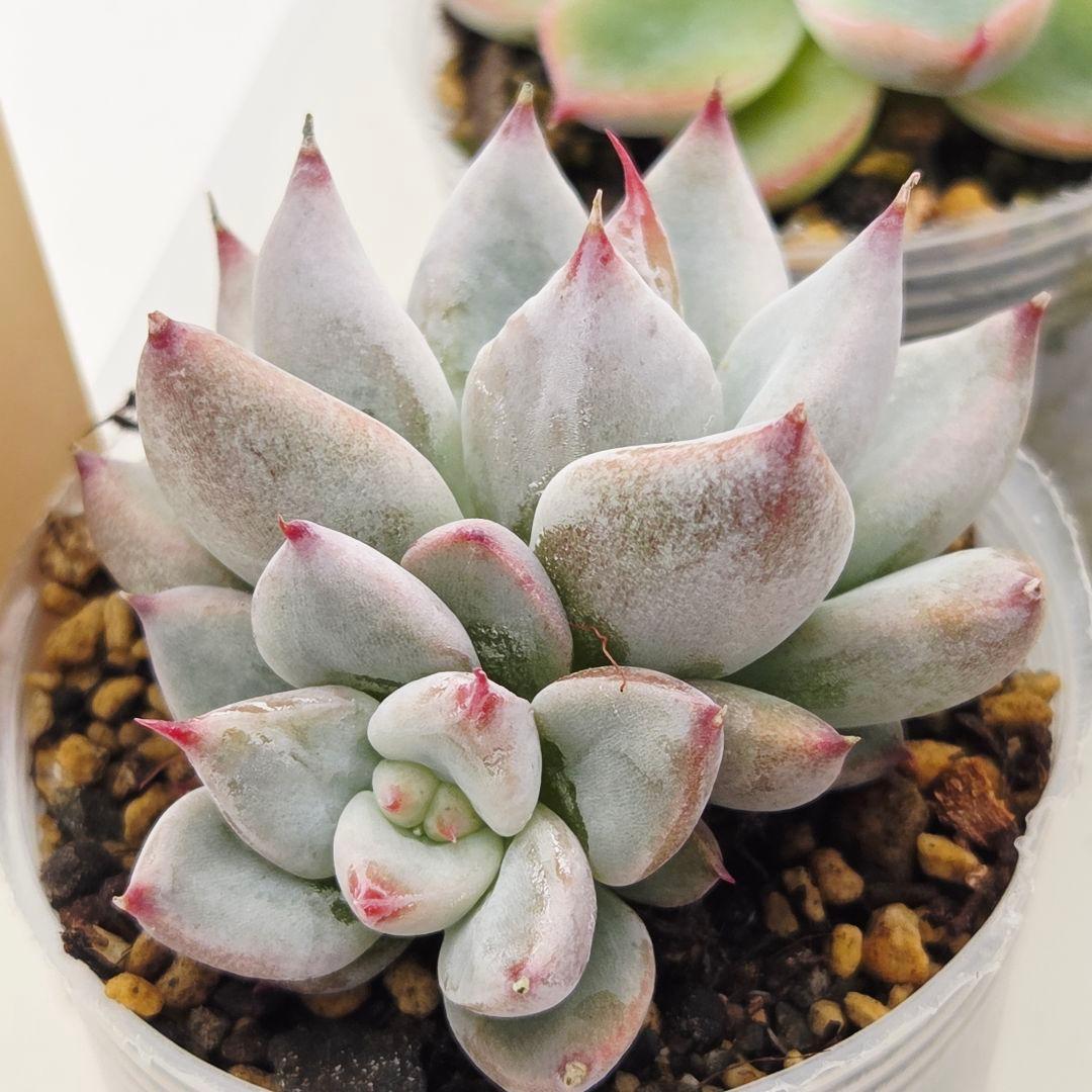 ㉗大きめミニマカロン❣️さくら大福❣️エレインザラチワ❣️発根済6苗メルカリ便込