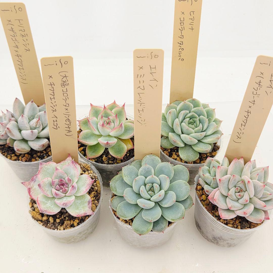 ㉗大きめミニマカロン❣️さくら大福❣️エレインザラチワ❣️発根済6苗メルカリ便込