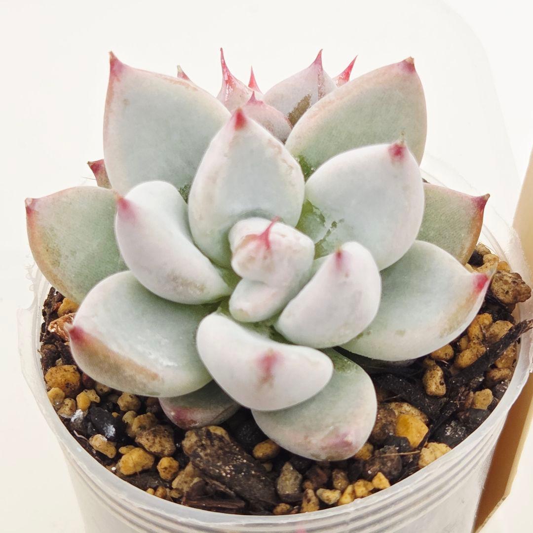 ㉗大きめミニマカロン❣️さくら大福❣️エレインザラチワ❣️発根済6苗メルカリ便込