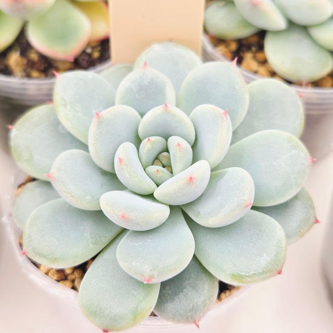 ㉗大きめミニマカロン❣️さくら大福❣️エレインザラチワ❣️発根済6苗メルカリ便込