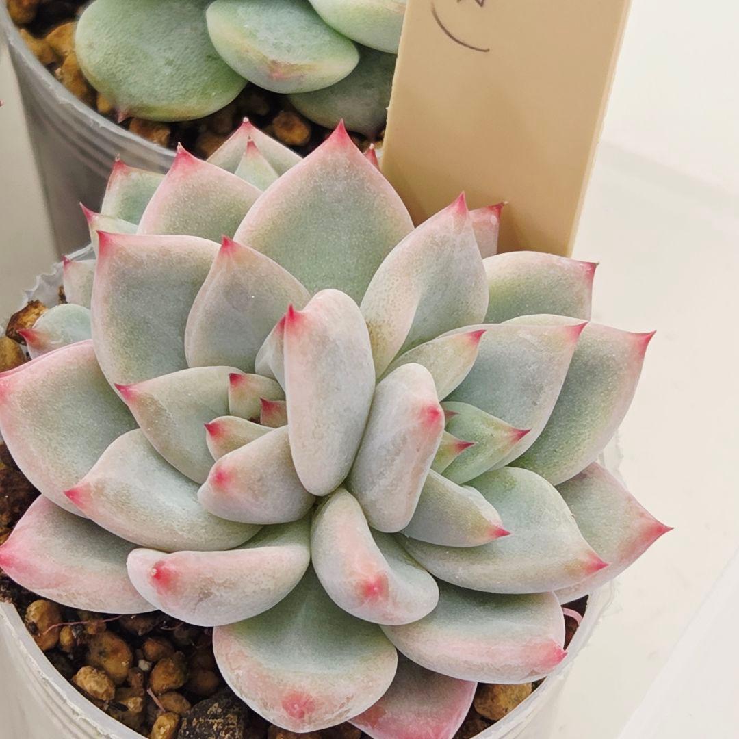 ㉗大きめミニマカロン❣️さくら大福❣️エレインザラチワ❣️発根済6苗メルカリ便込