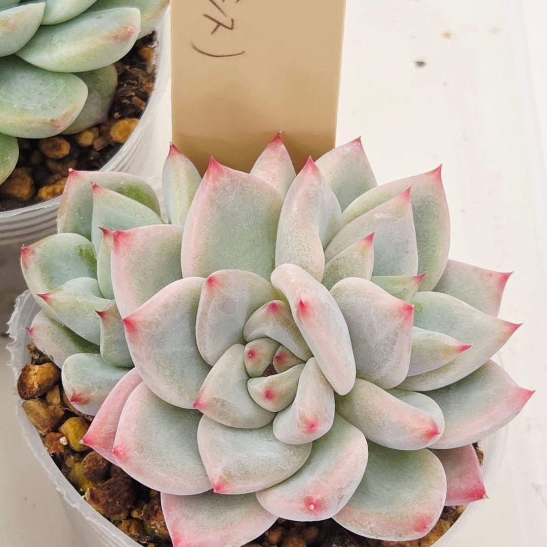 ㉗大きめミニマカロン❣️さくら大福❣️エレインザラチワ❣️発根済6苗メルカリ便込